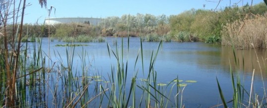 Nitrógeno y fósforo, ¿lo quitamos o lo dejamos?
